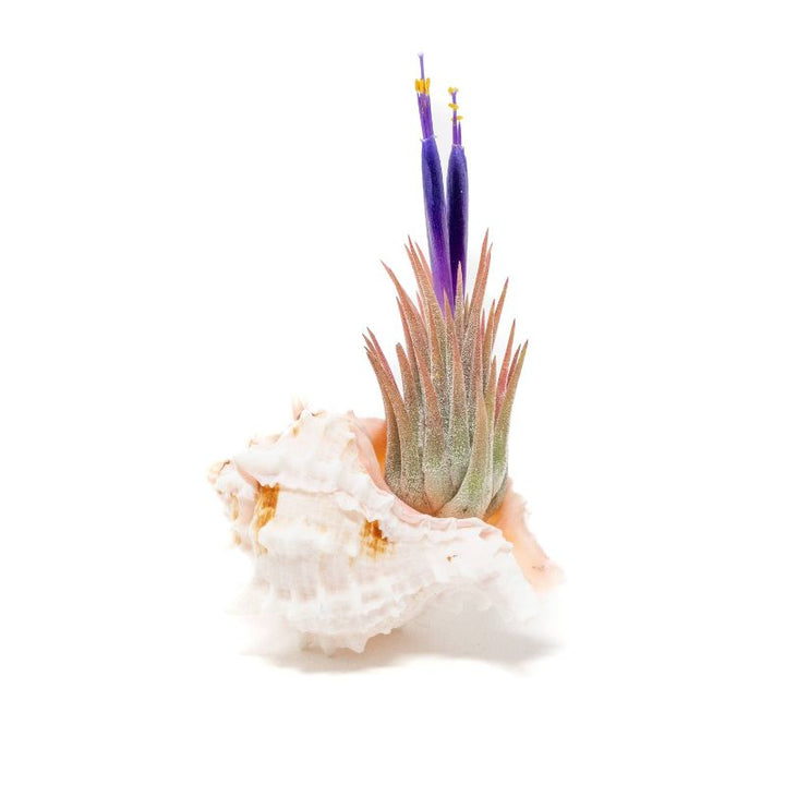 Air Plant in Pink Murex Seashell