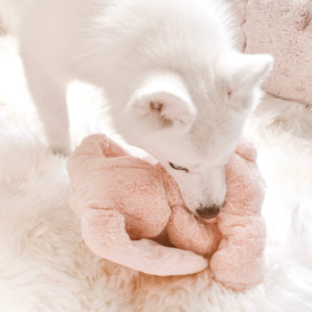 Dog happily playing with Ruby plushie dog toy, engaging with squeaker and crinkle ears.