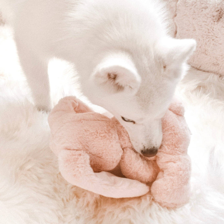 Dog happily playing with Ruby plushie dog toy, engaging with squeaker and crinkle ears.